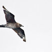 Parasitic Jaeger
